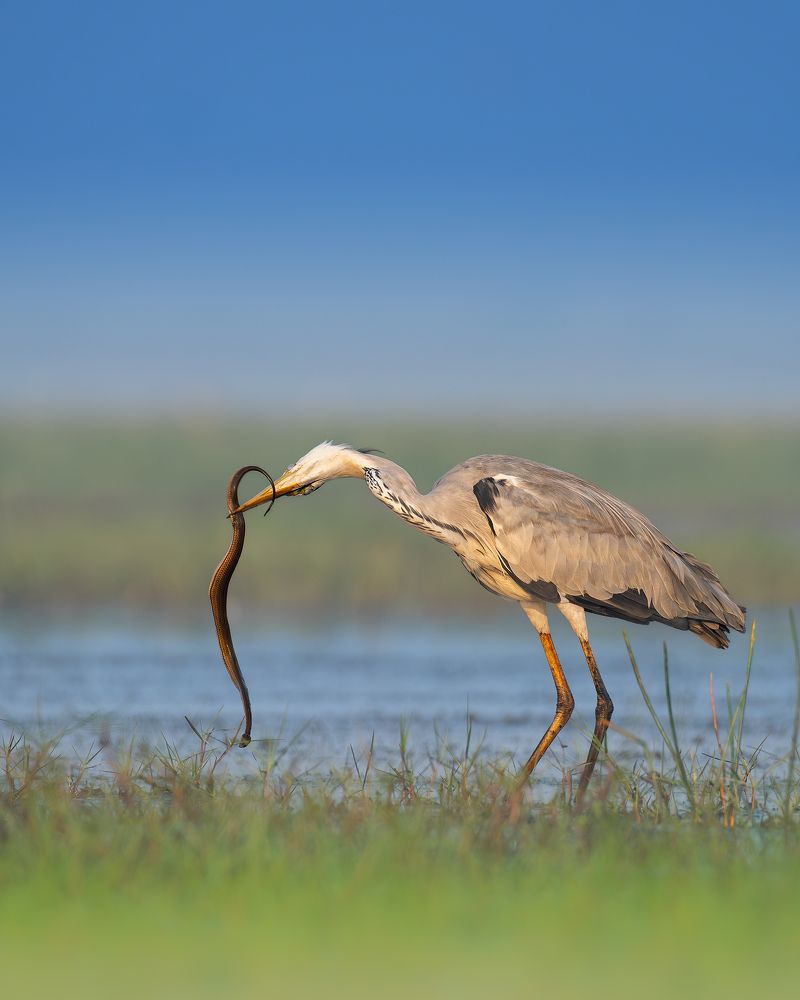 Фотография автора Mainak Halder