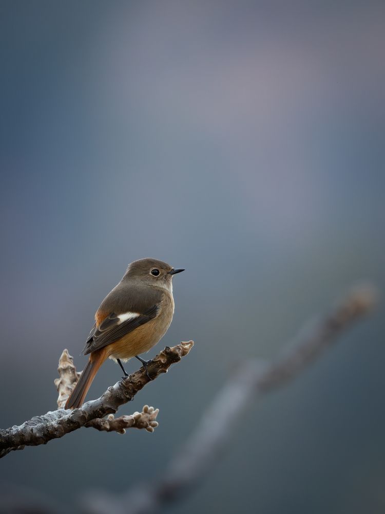 Photograph by Thamayanthi Nada Raja