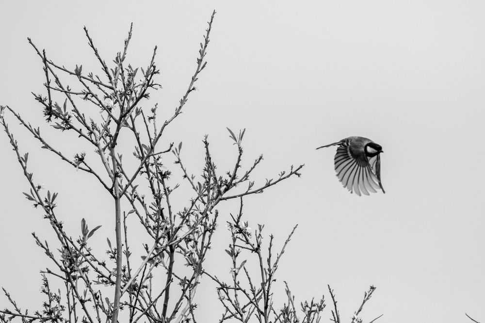 Photograph by Abed Abedaljalil