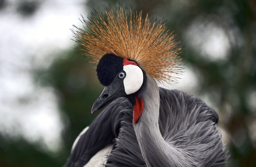 Венценосный