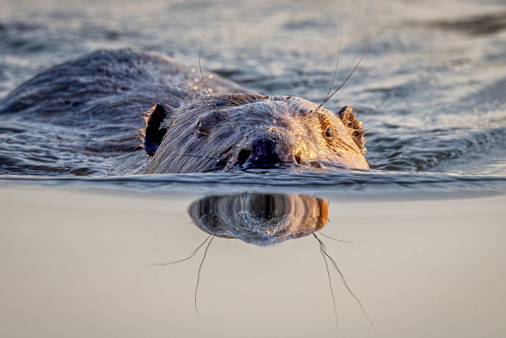 Один вечер жизни и борьбы бобра