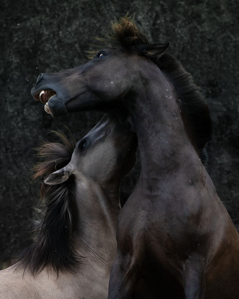 Photograph by Penny York