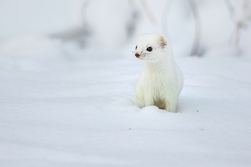 Photograph by Дина Нестеркова