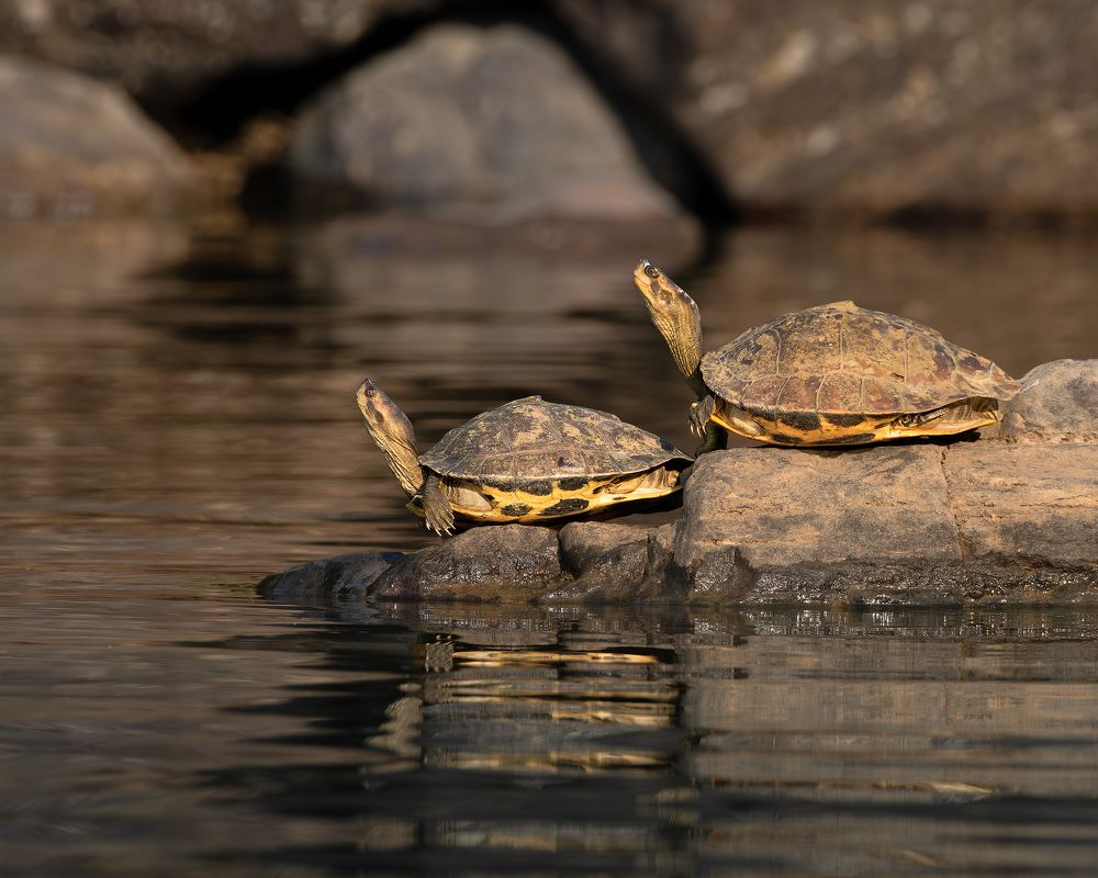 Фотография автора Mainak Halder