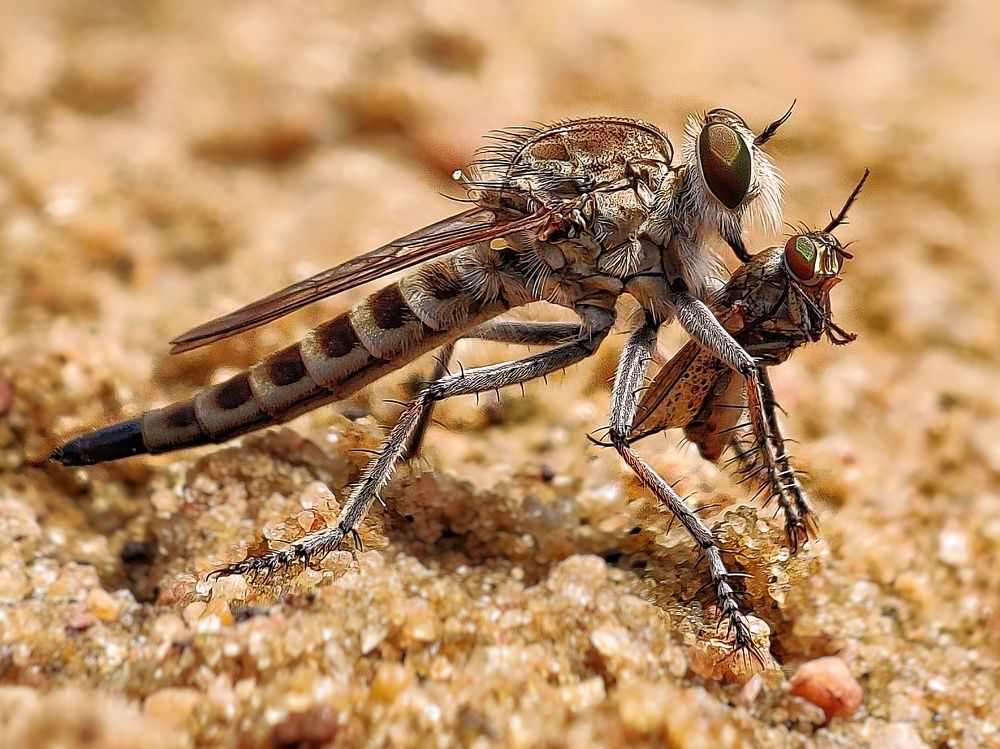 Фотография автора RAHUL SAHA