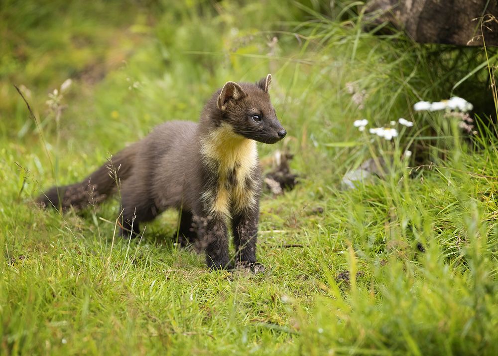 Pine Marten on the Hunt