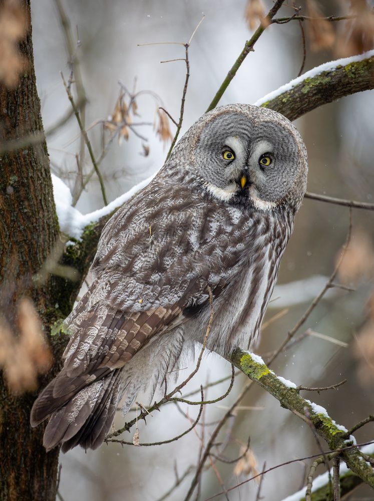 Бородатая неясыть