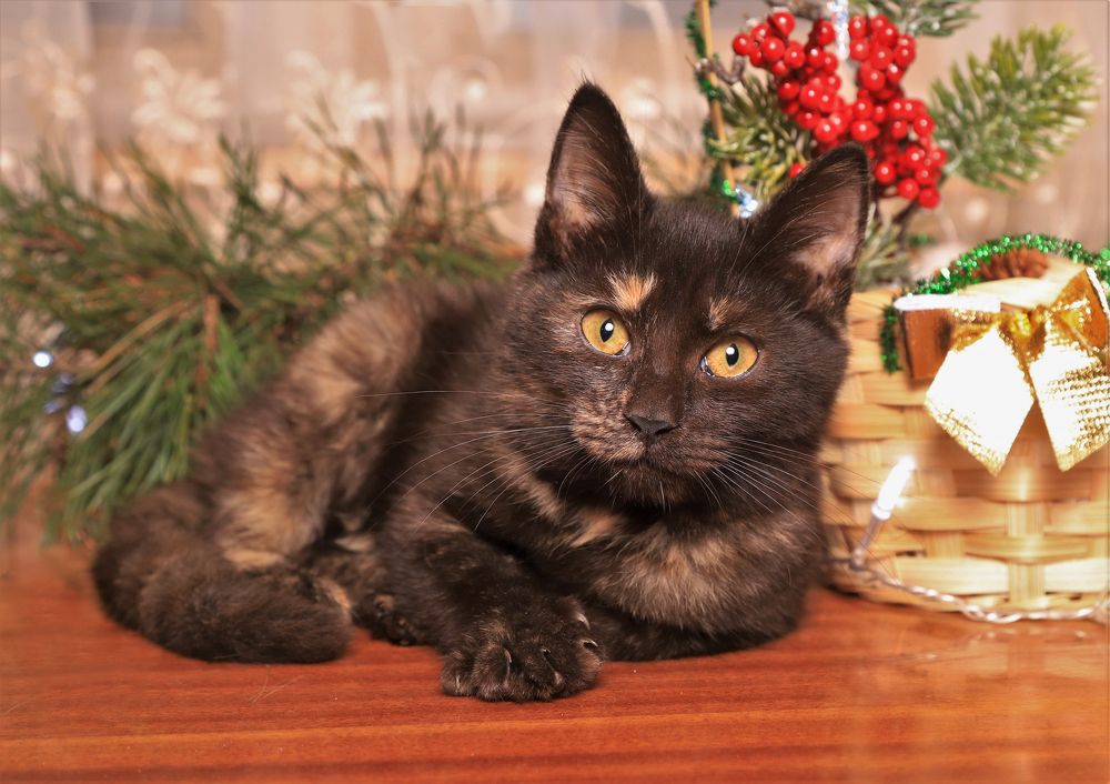 Photograph by Анастасия Рысь