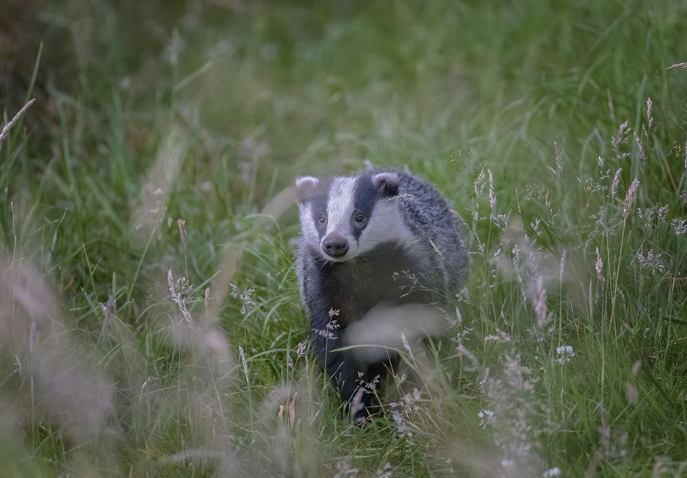 The European Badger