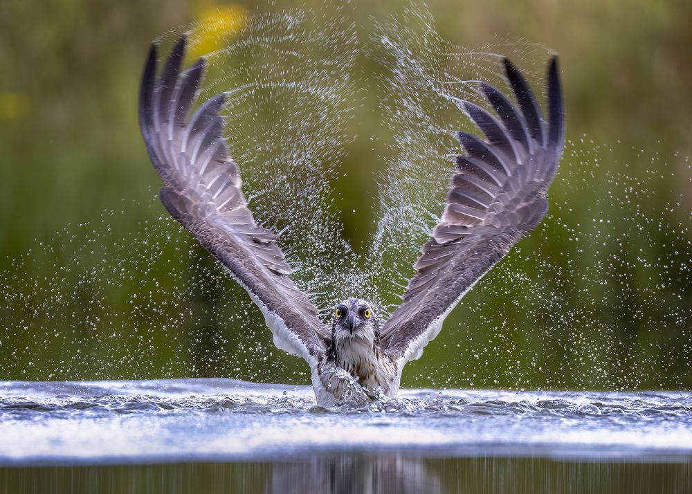 The Rise from the Water