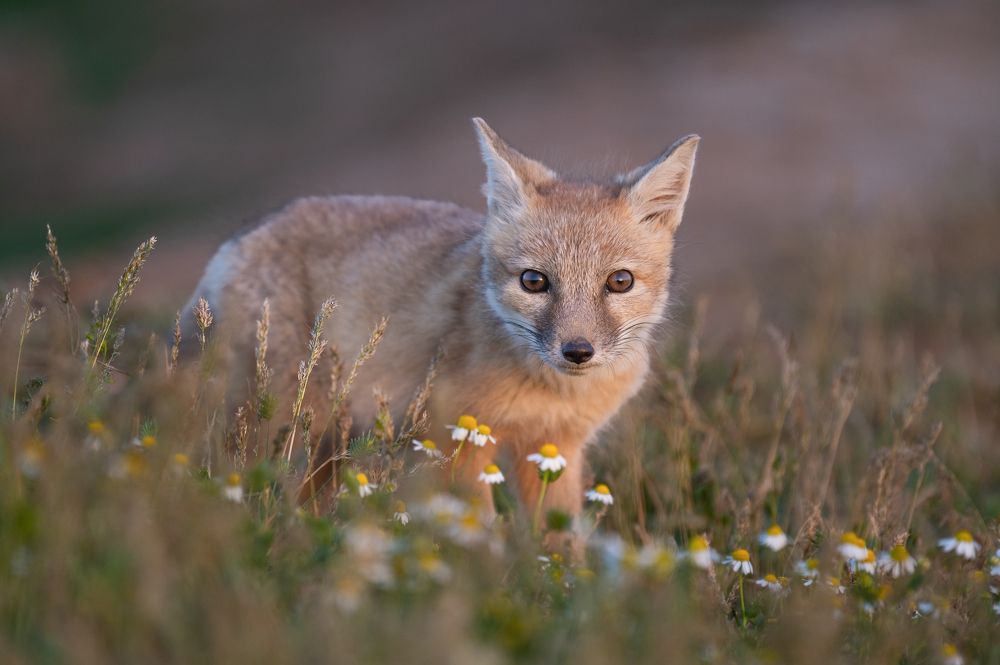 Фотография автора Денис Гаврицков