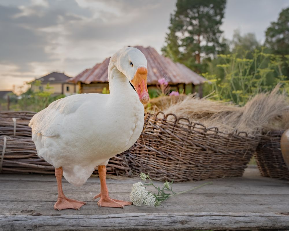 Photograph by Светлана Корнелюк