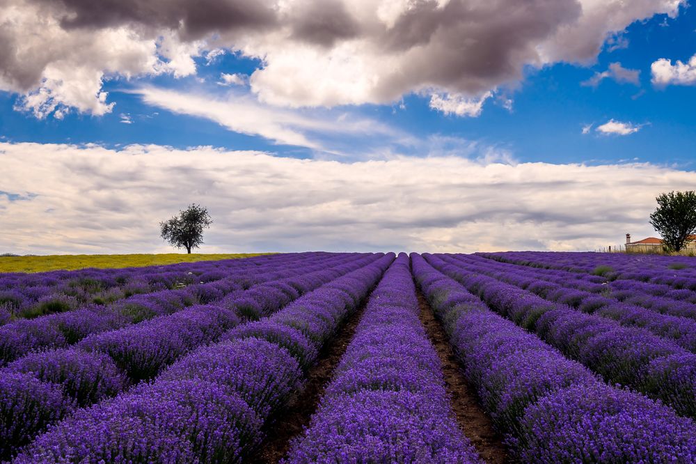 Photograph by Dimitrios Papadopoulos