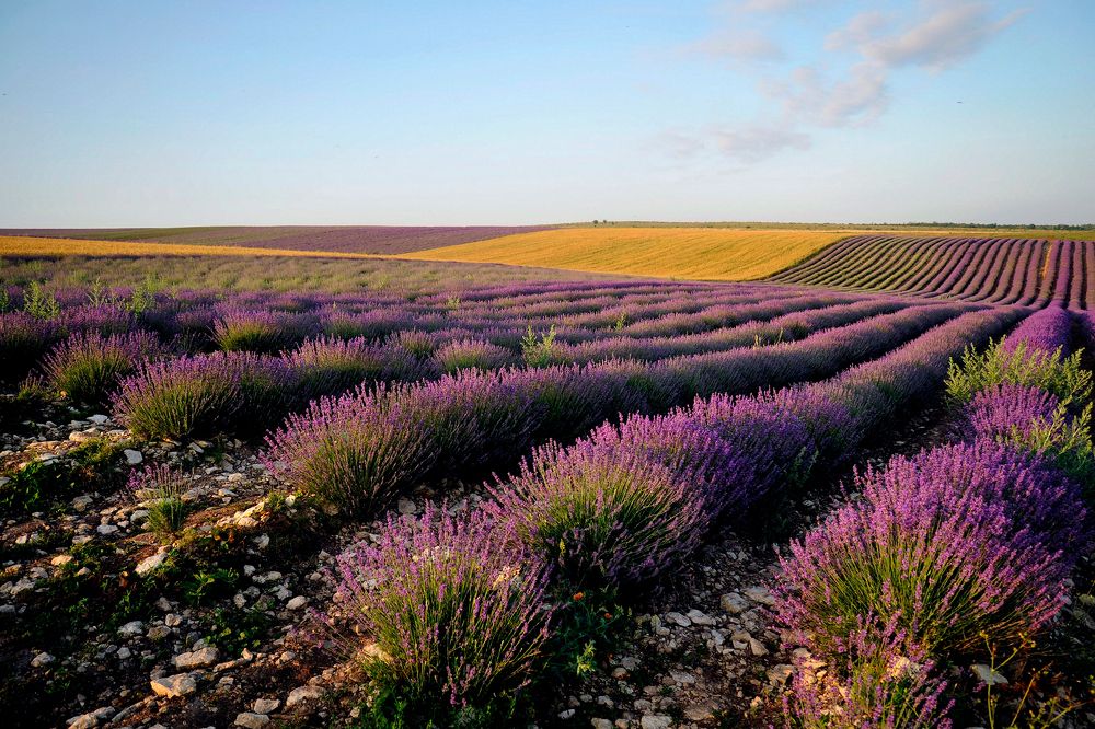 Фотография автора Васильева Дарья