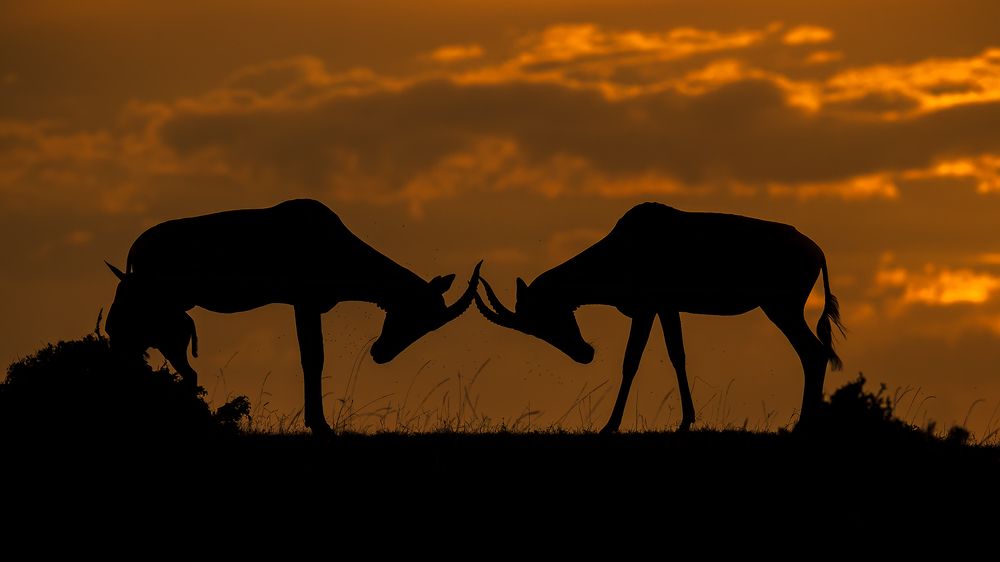 "Masai Mara's magical moments - painting a vivid tapestry of nature's beauty in the heart of Masai Mara."