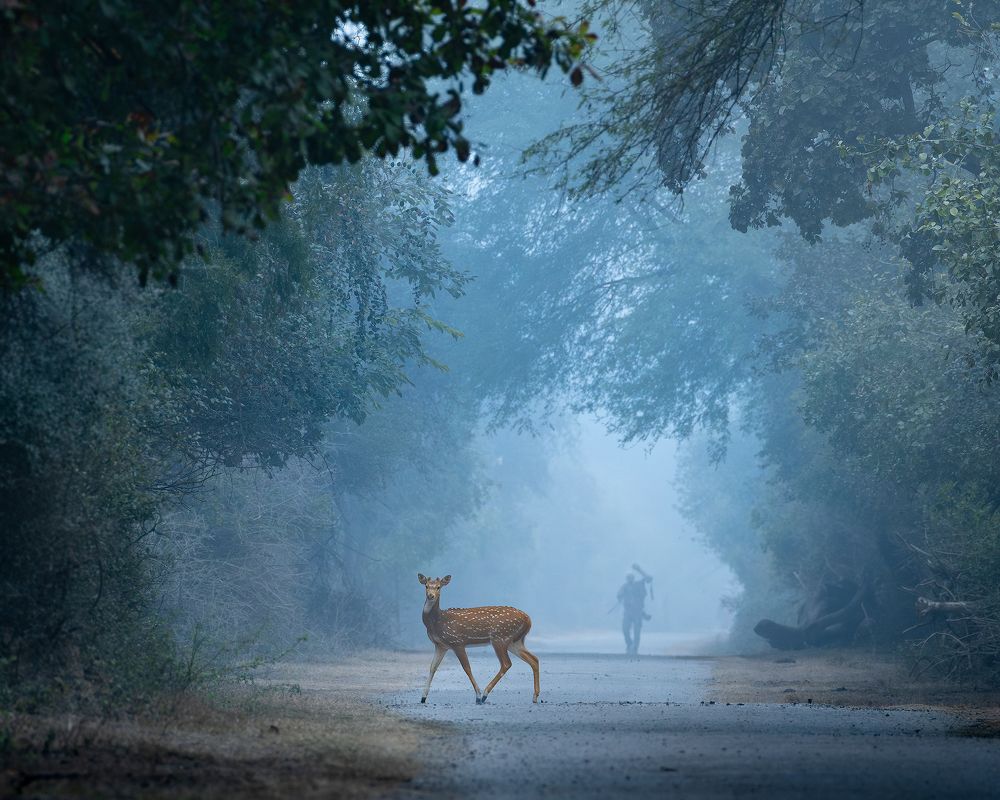 The foggy morning story