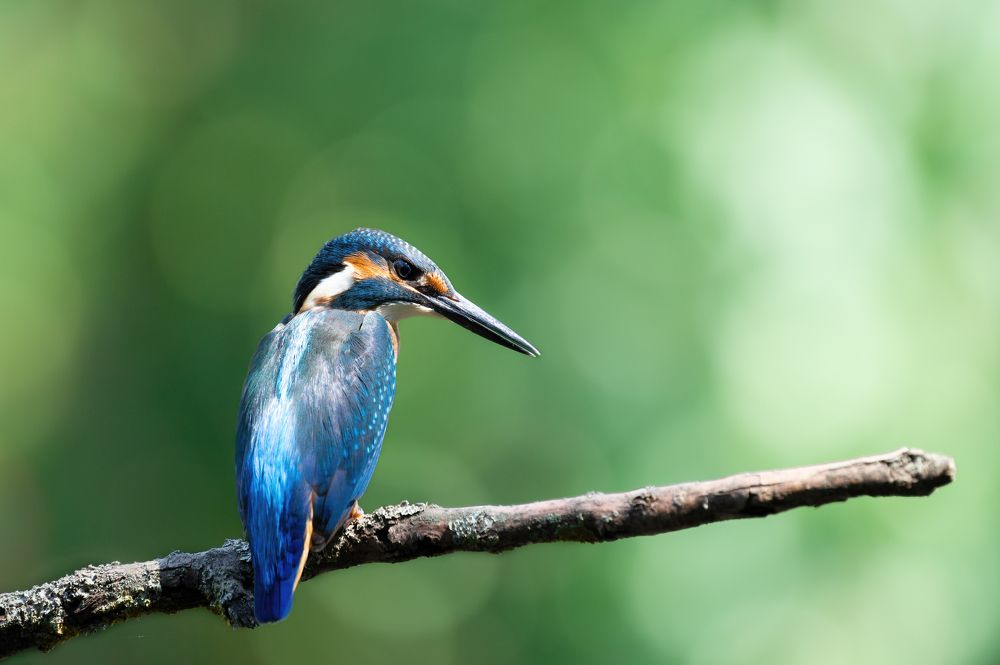 Фотография автора Денис Гаврицков