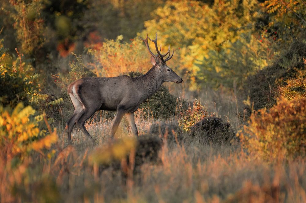 Фотография автора Денис Гаврицков