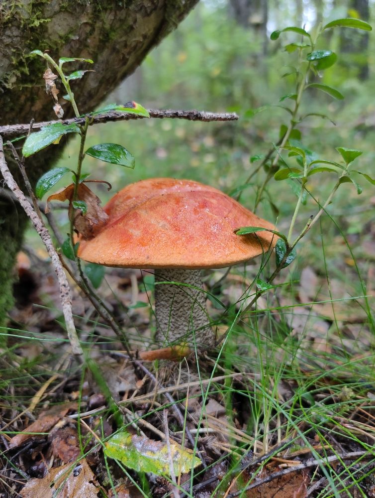 Фотография автора Светлана Смирнова