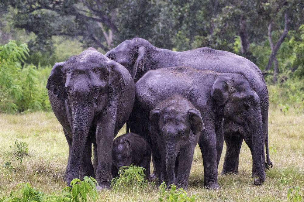 Фотография автора Hari Saya