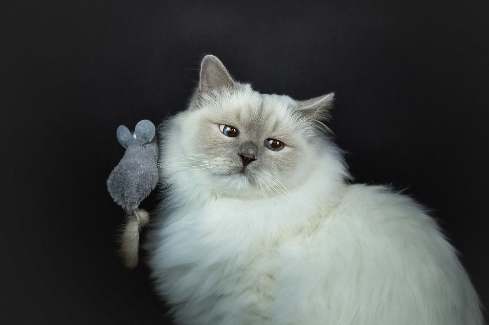 Фотография автора Мороз Ирина