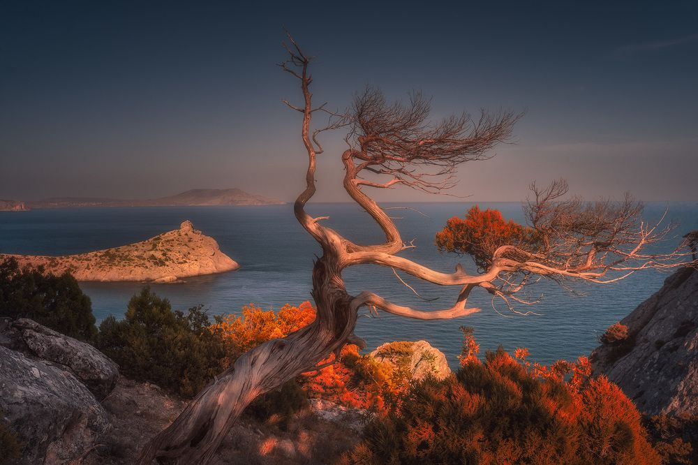 Можжевельник-старожил