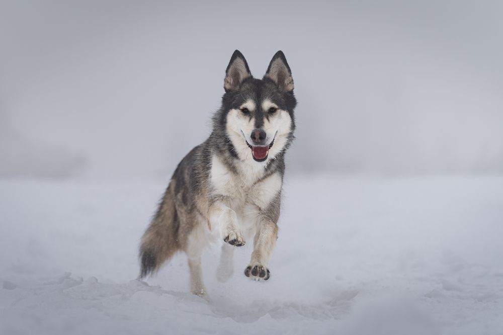 Фотография автора Krisztián Csalami
