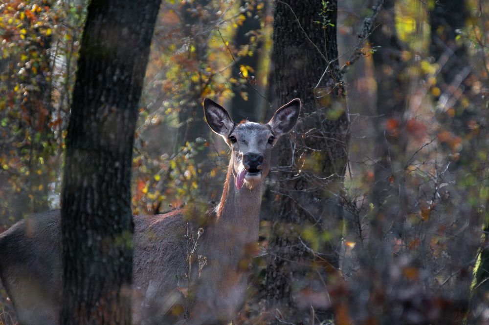 Фотография автора Денис Гаврицков