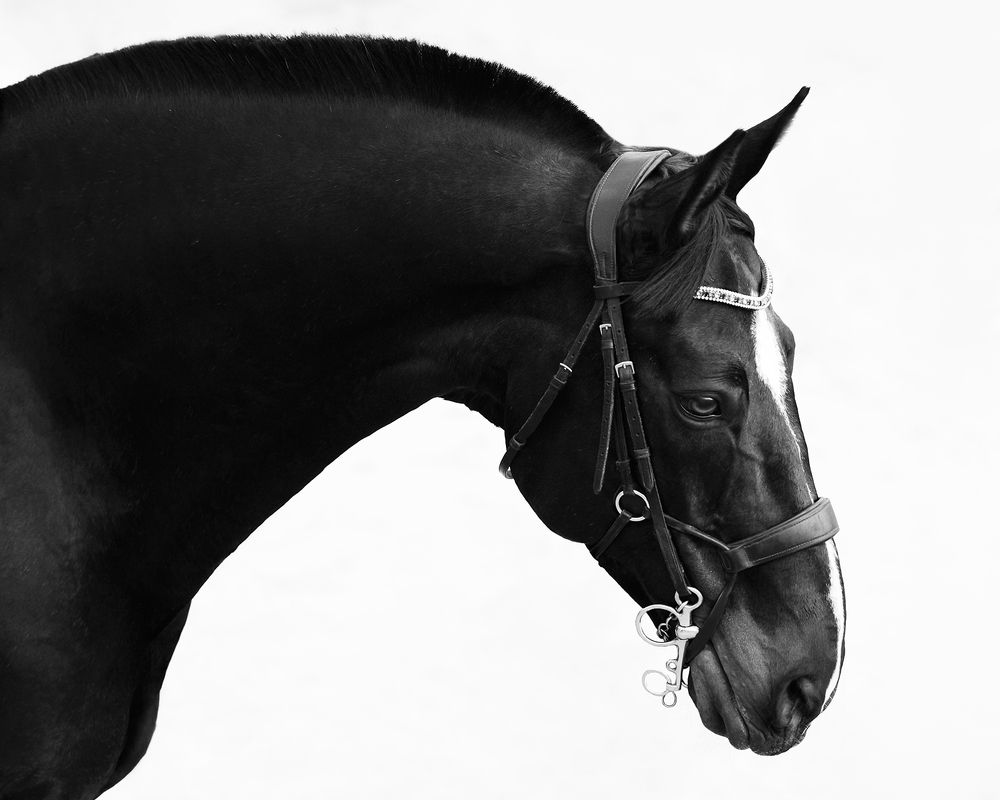 Портреты спортивных лошадей