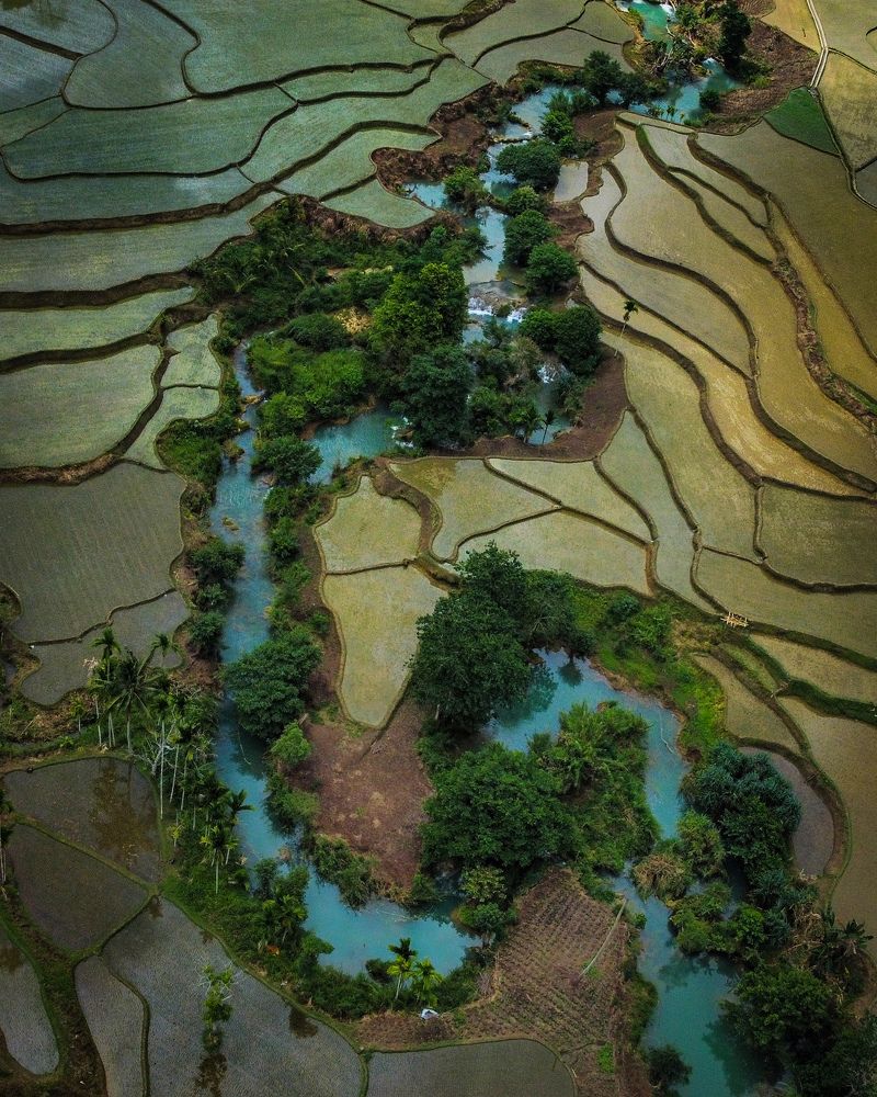 Rice fields of Sumba