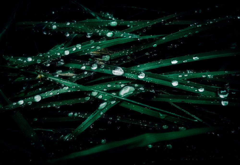 Photograph by Светлана Перминова