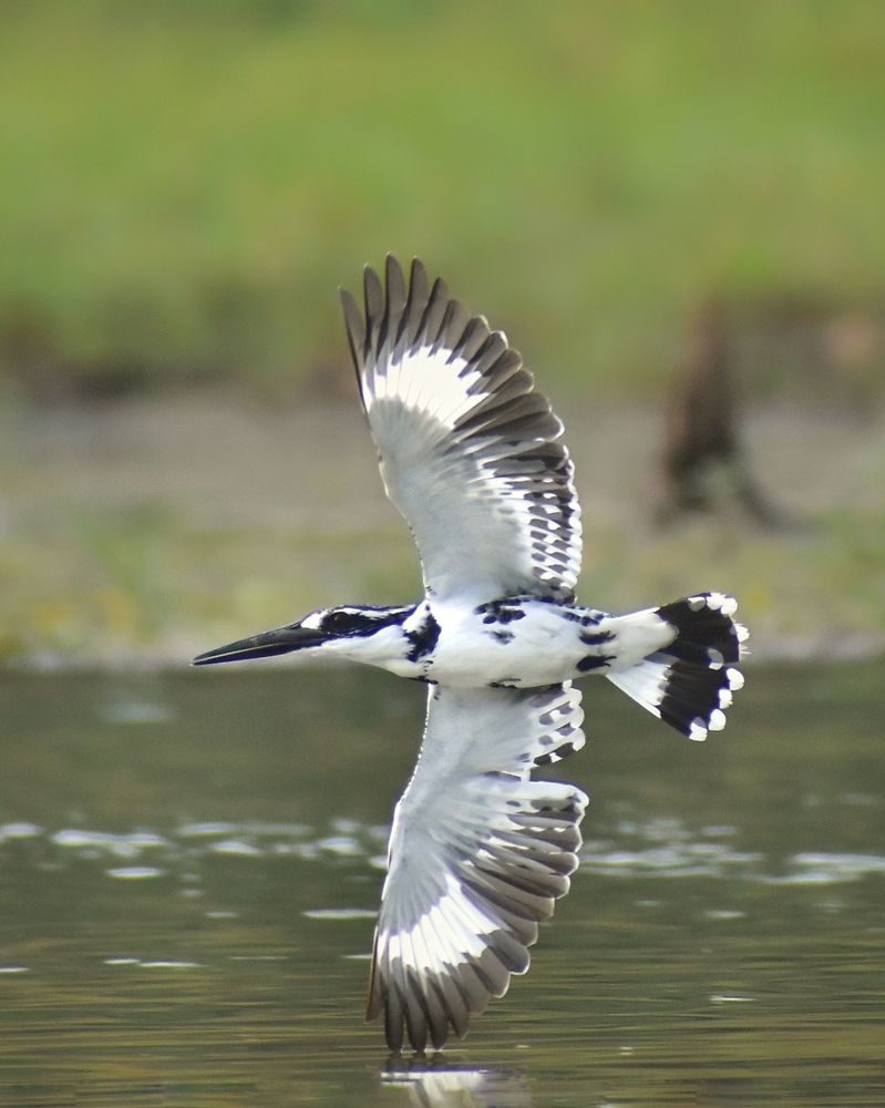 Photograph by SAPTARSHI PAL