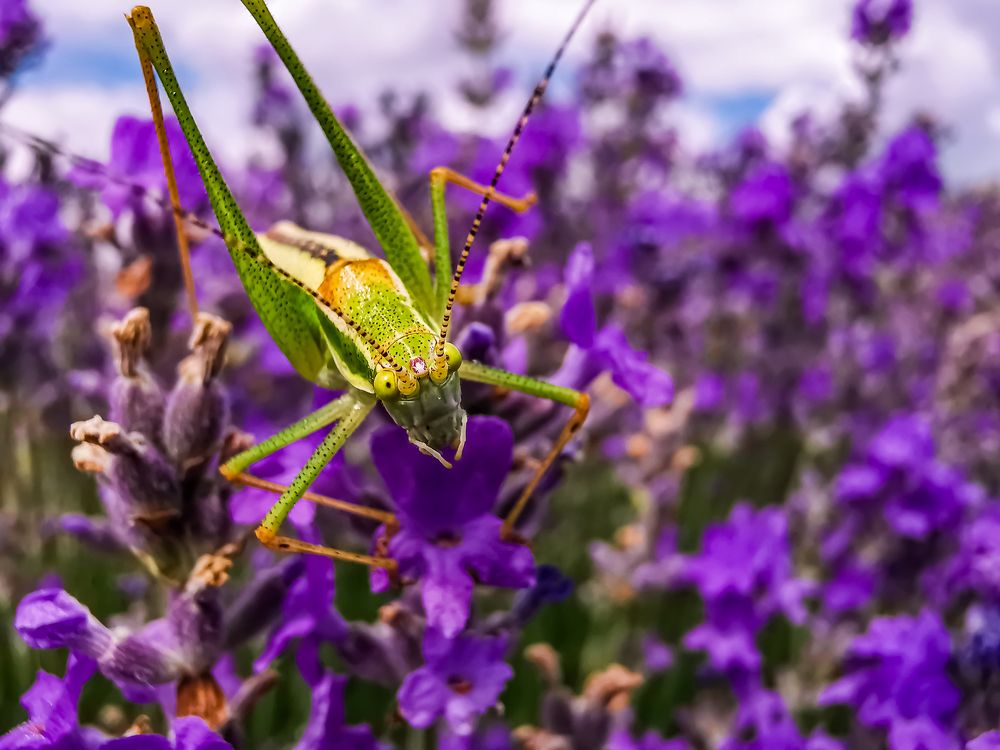 Photograph by Dimitrios Papadopoulos