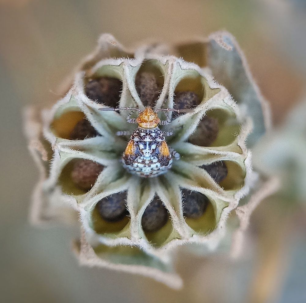 Photograph by bigu *