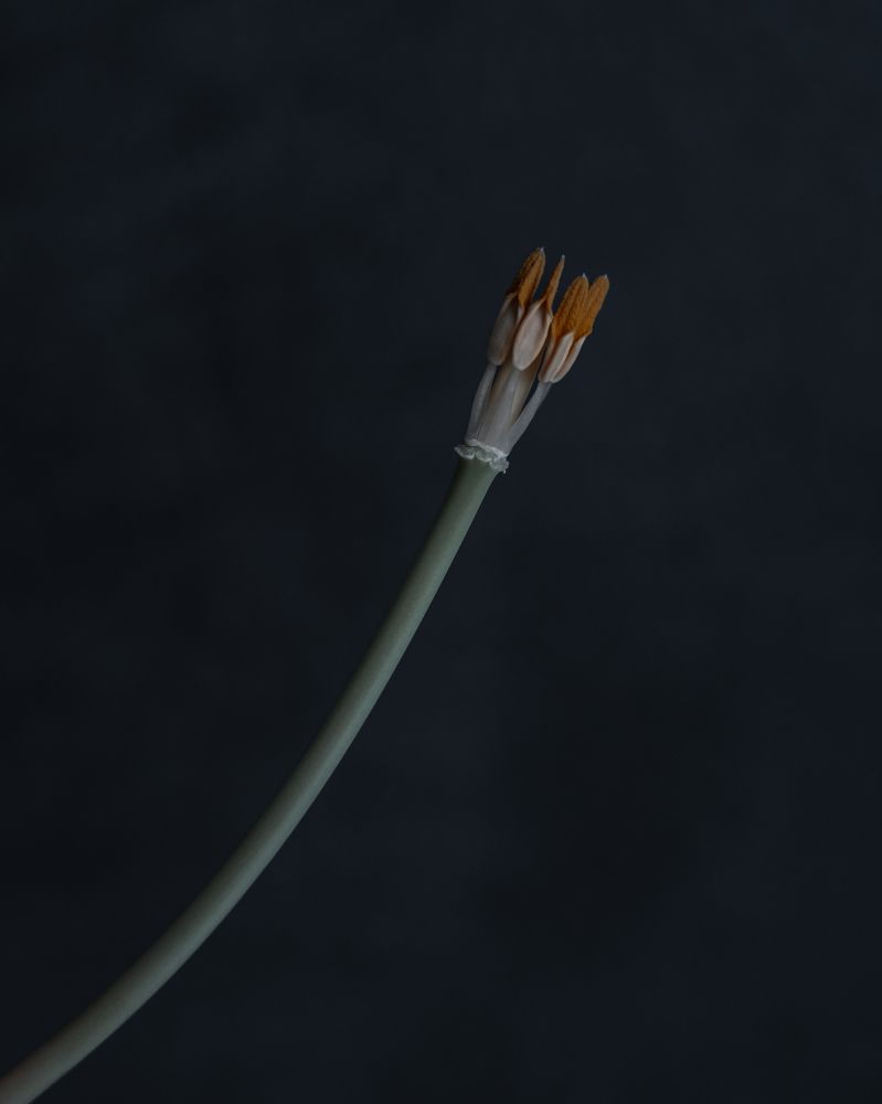 Photograph by Anya Lo