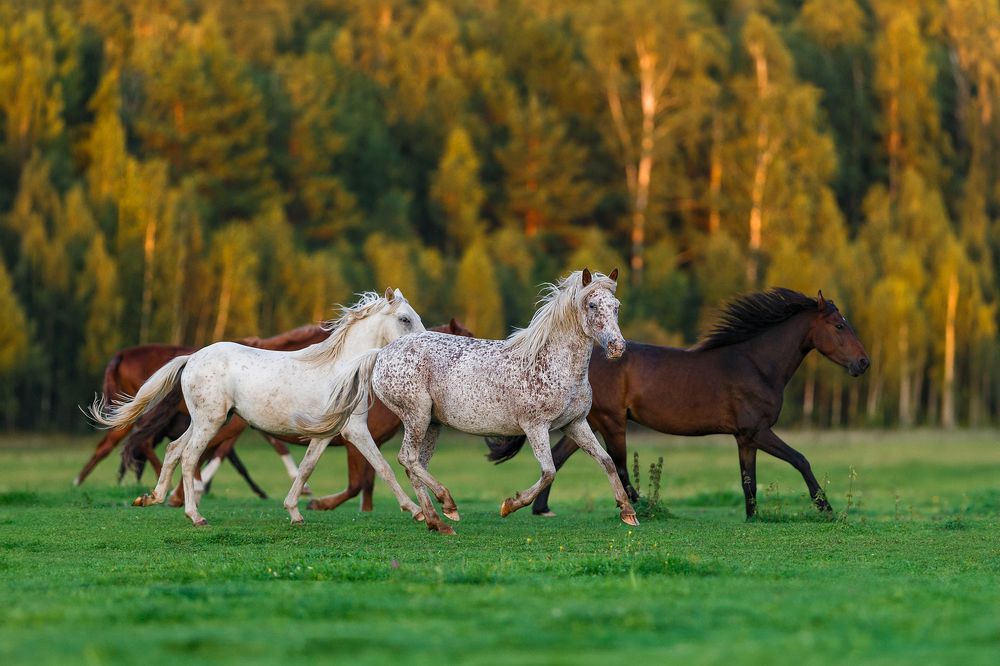 Photograph by Alexia Khruscheva