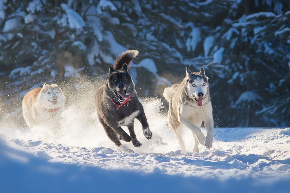 Photograph by Виктория Мамаева