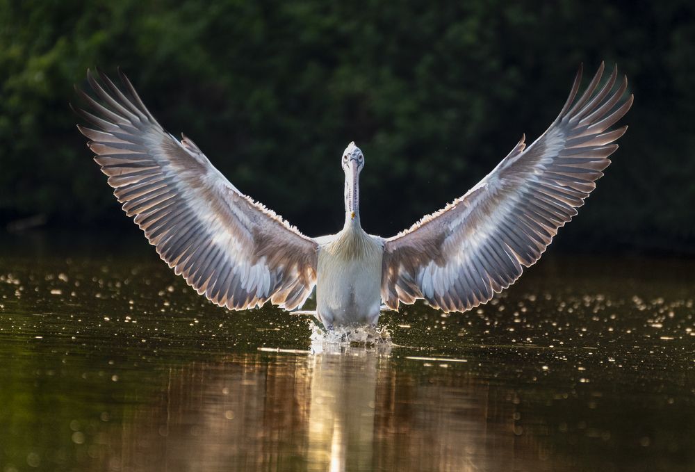 Photograph by Harsha Devalla