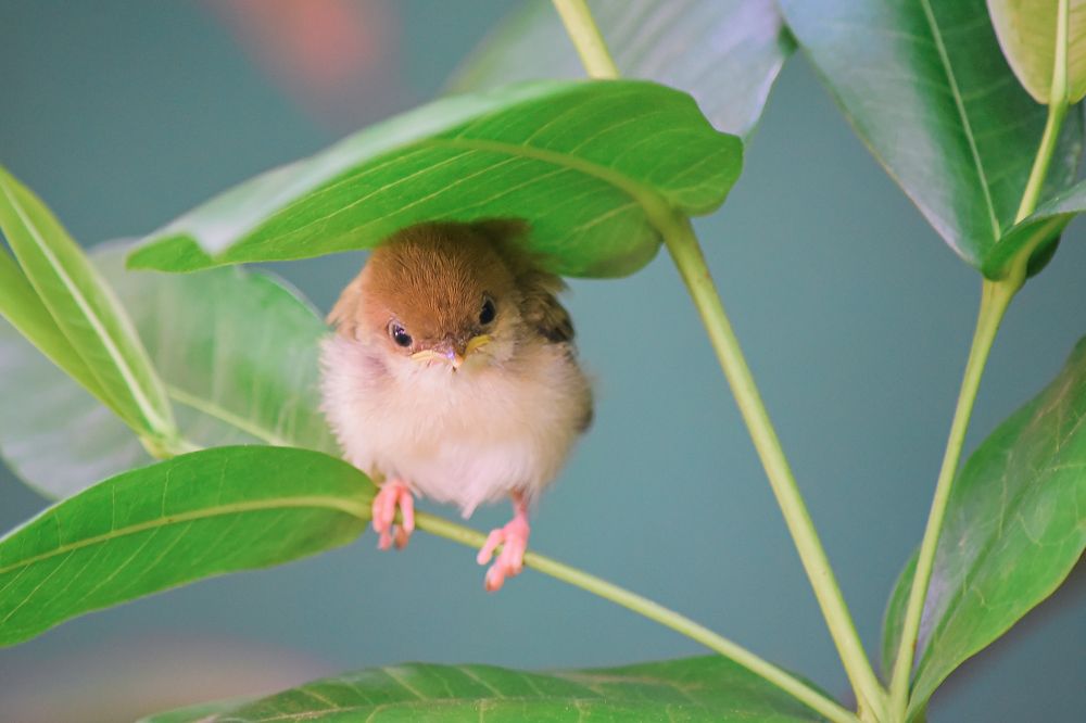 Photograph by Shamal lakshan