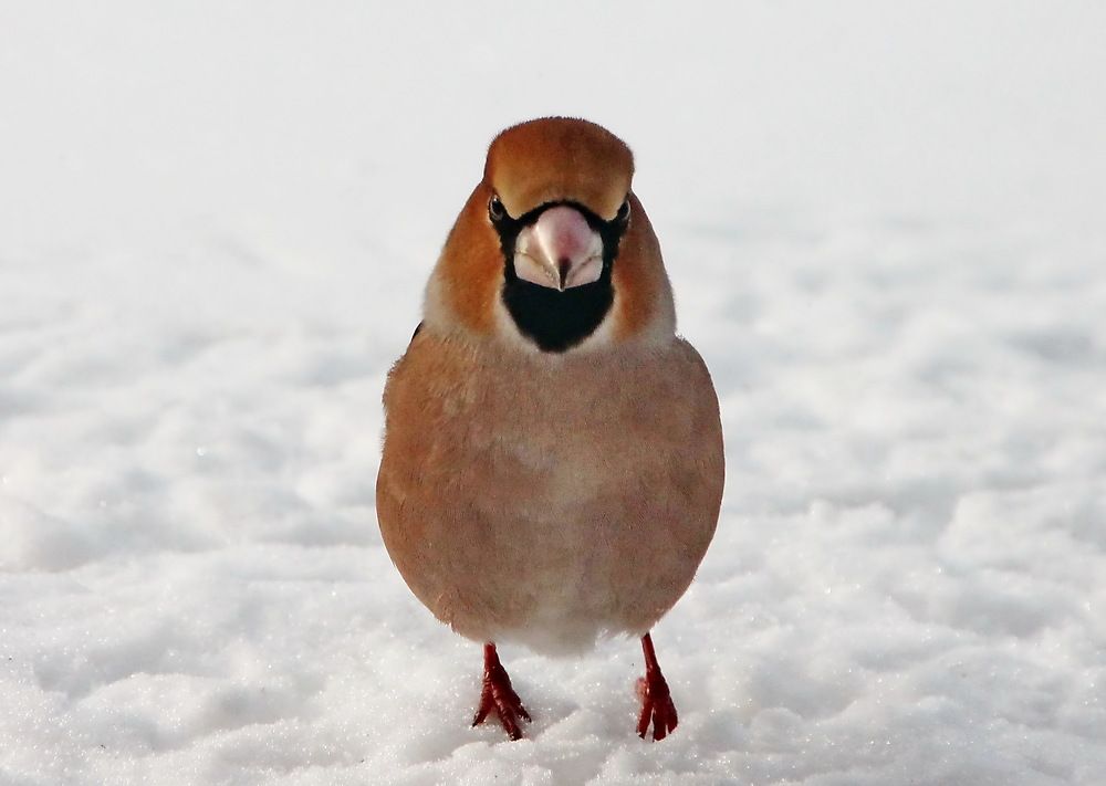 Photograph by Сергей Петров