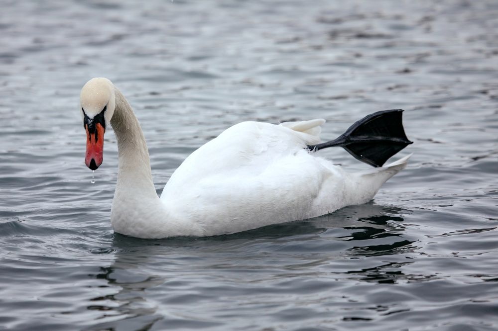 Photograph by Мария Мостипака
