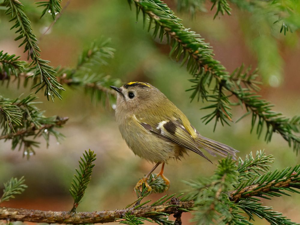 Photograph by Вера Машина