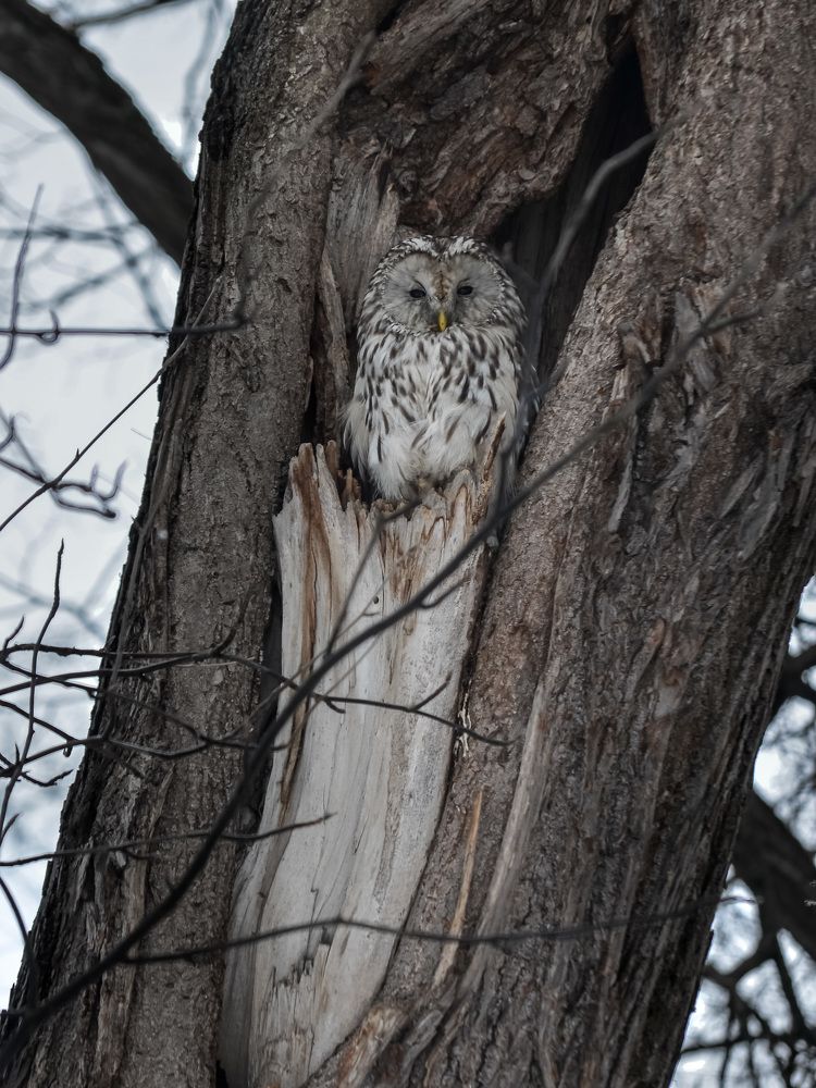 Photograph by Валерий Верещако
