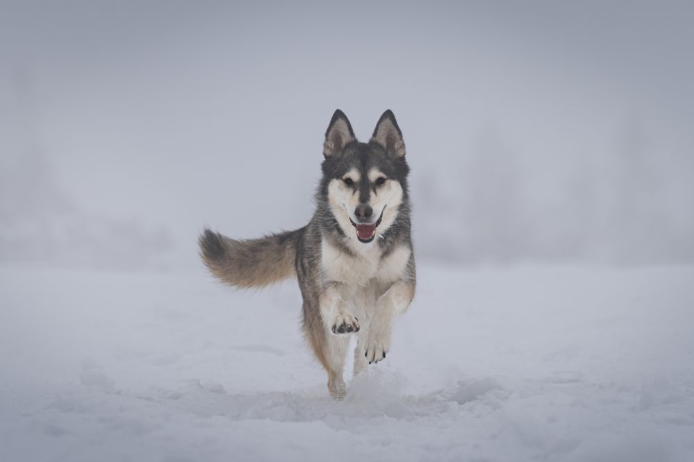 Фотография автора Krisztián Csalami