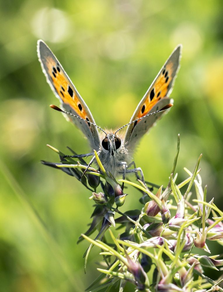 Photograph by Stamen Sotirov