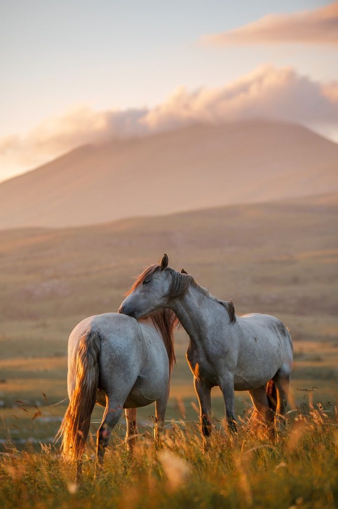 Photograph by Jasmin Džebo