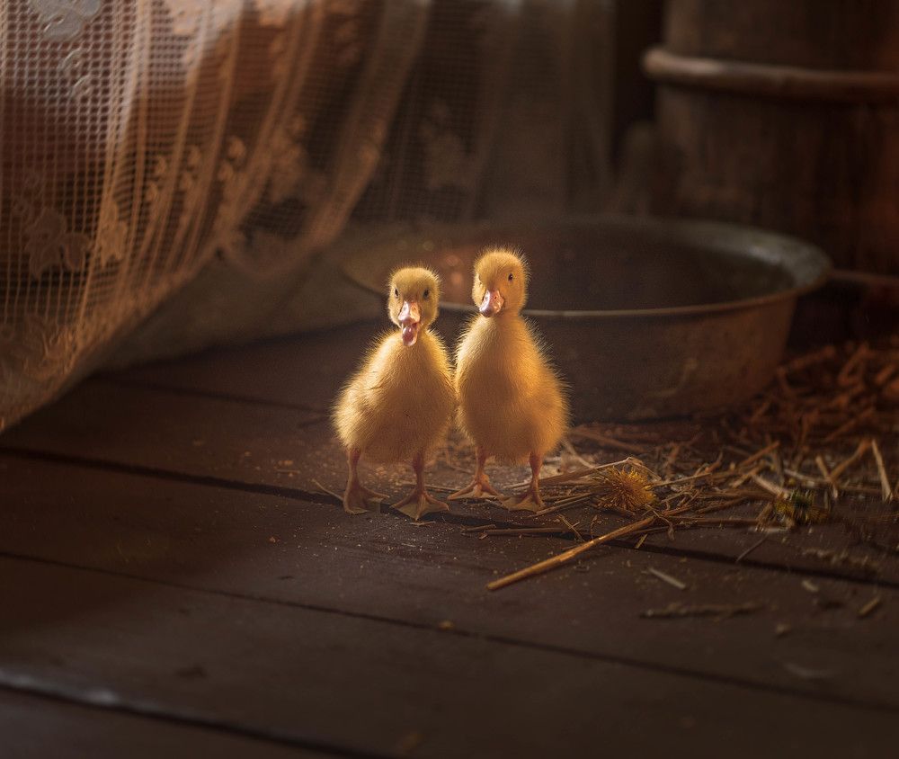 Photograph by Светлана Корнелюк