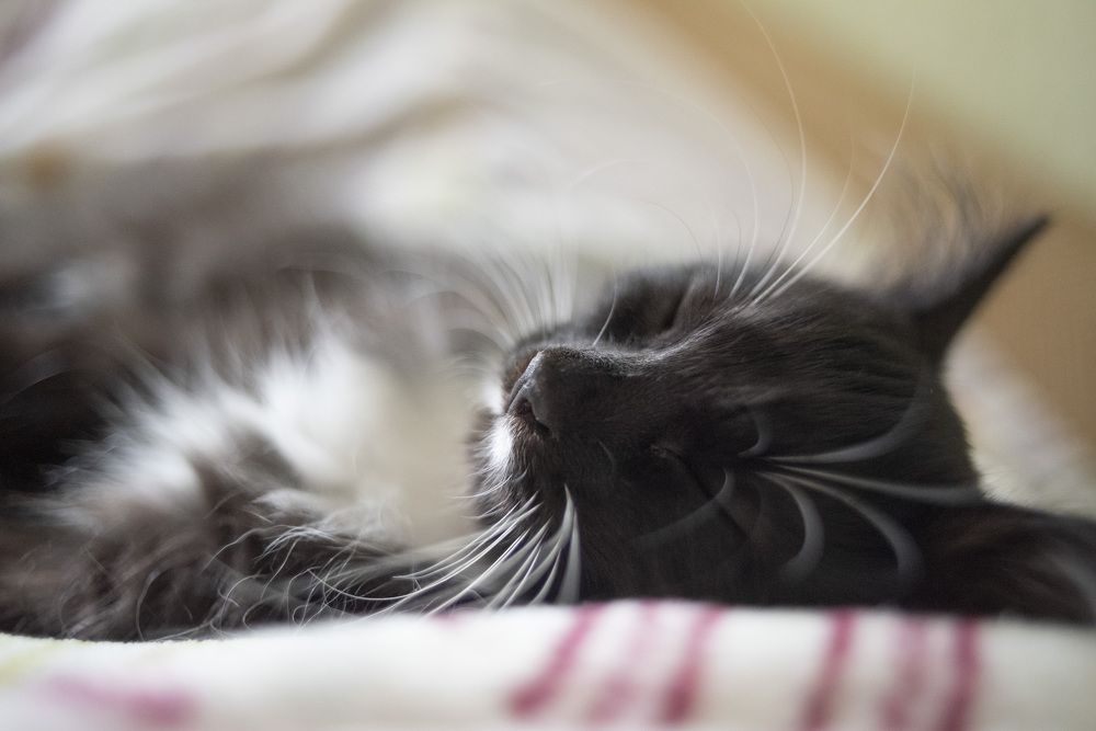 Photograph by Романова Елена