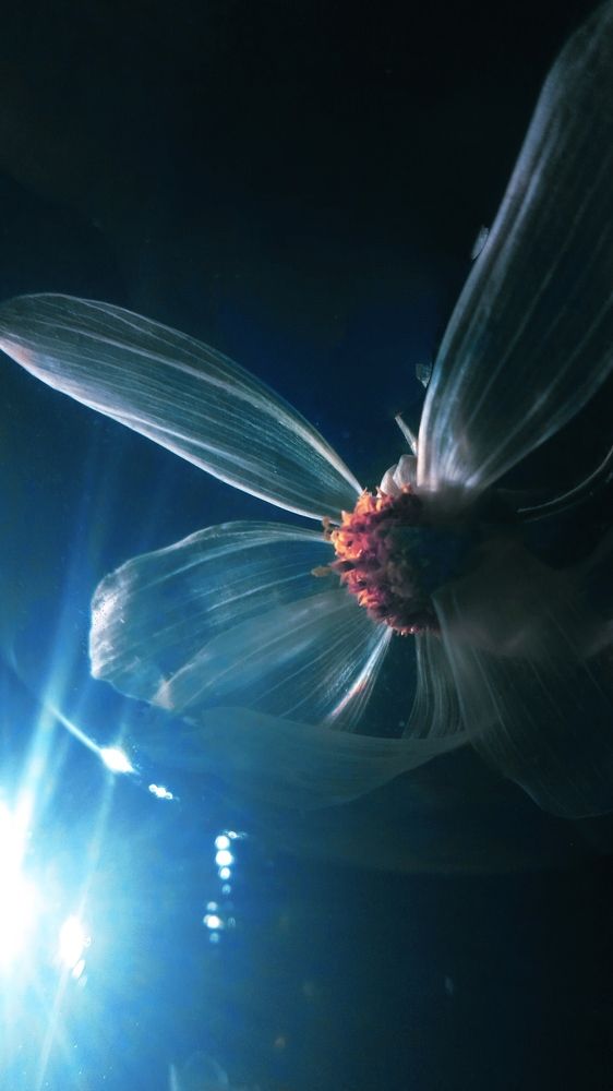 Photograph by Ольга Рыкова