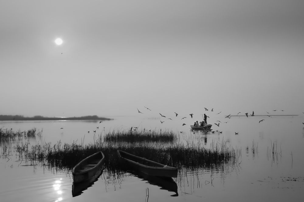 Tranquility in Twilight, Sailing through Golden Light, Enveloped by Seagulls
